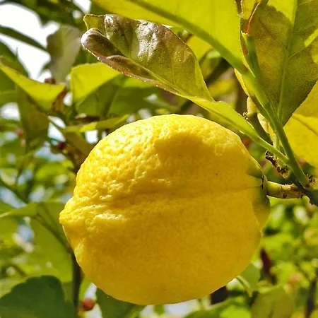 Le Due Terrazze בית נופש ברנצונה סול גארדה