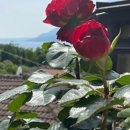 Le Due Terrazze 布雷佐内加尔达