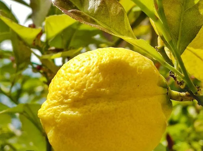 Le Due Terrazze Semesterbostad Brenzone sul Garda